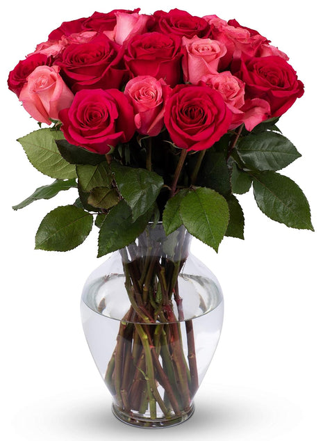 Benchmark Bouquets - 24 Stem Premium Blushing Beauty Roses (Glass Vase Included) - Flowers for Delivery - Gift for Graduation, Birthday, Anniversary, Sympathy, Get Well, Congratulations