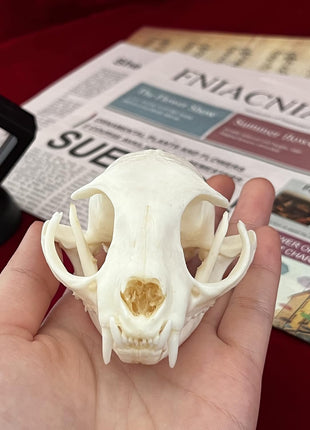 CLLOEAT Taxidermy Real Animals Skulls, Real Bones Specimen, Taxidermy Supplies for Science Education, Special Gift (Turtle Skull)