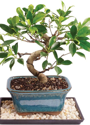 Brussel's Bonsai Live Golden Gate Ficus Indoor Bonsai Tree - Small, 4 Years Old, 5 to 8 In - Live Bonsai Tree in Ceramic Bonsai Pot with Humidity Tray