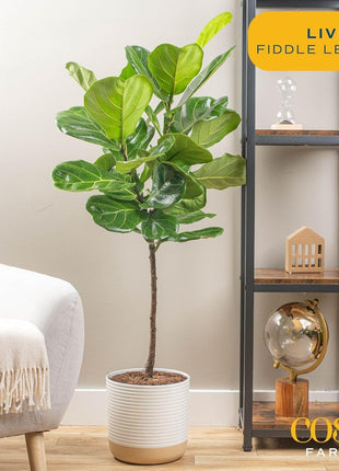 Costa Farms Fiddle Leaf Fig Tree, Ficus Lyrata Live Indoor Plant Potted in Indoor Garden Plant Pot, Potting Soil, Floor Houseplant Gift for Housewarming, Tropical Home or Room Decor, 3-4 Feet Tall