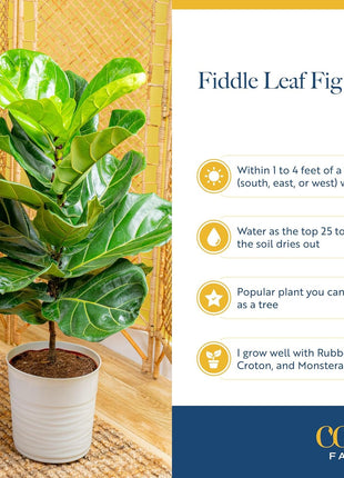 Costa Farms Fiddle Leaf Fig Tree, Ficus Lyrata Live Indoor Plant Potted in Indoor Garden Plant Pot, Potting Soil, Floor Houseplant Gift for Housewarming, Tropical Home or Room Decor, 3-4 Feet Tall