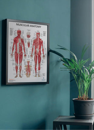 Anatomy Lab Muscular and Skeletal Anatomy Poster Set -2 PACK LAMINATED, Anatomy and Physiology Poster, 17.3 x 22.5 Inches, Muscles Diagram, Human Anatomy Poster