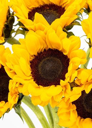 Benchmark Bouquets - Sunflower Bouquet - Fresh Flowers for Delivery - Real Flowers in a Vase - Floral Arrangements Gift Set - Birthday Flowers for Women - Glass Vase Included (10 Stems)