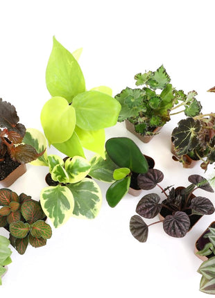 Altman Plants Live Houseplants (12PK), Indoor Plants for Delivery Prime, Live Plants and Gardening Gifts for Plant Lovers, Planters for Indoor Plants with Potting Soil, Live House Plants Indoors Live