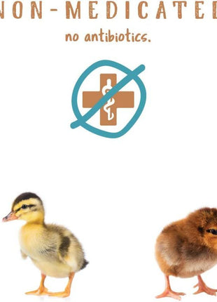 Manna Pro Chick Starter Feed, Non-Medicated Chicken Feed with Vitamins & Minerals, Complete Nutrition for Baby Chicks, 5 lb Bag | Complete Chick Feed Formula, Starter Feed with Vitamins & Minerals, Balanced Nutrition for Growing Baby Chicks