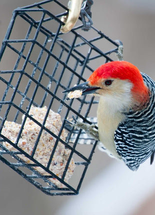 ST. ALBANS BAY SUET PLUS Suet Cake Variety Packs, 11 oz. Wild Bird Suet Cakes (High Energy, 10 Pack)