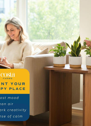 Costa Farms Live Indoor Plants in Decorative Pots, Easy to Maintain, Air Purifying Houseplants, Assorted Varieties, Room or Home Decor, House Warming Gift, 8-12 Inches Tall, Pack of 3