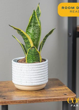 Costa Farms Snake Plant, Live Plants in Plastic Pots, Easy to Maintain, Air Purifying Indoor Succulent Houseplants, Assorted Variety, Home, Room, or Office Decor, Pack of 3, 8-12 Inches Tall