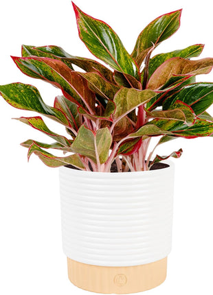 Costa Farms Chinese Evergreen Live Plant in Decorative Pot, Easy to Maintain, Air Purifying Indoor Houseplant, Home, Room, or Office Decor, House Warming or Birthday Gift, 12-18 Inches Tall
